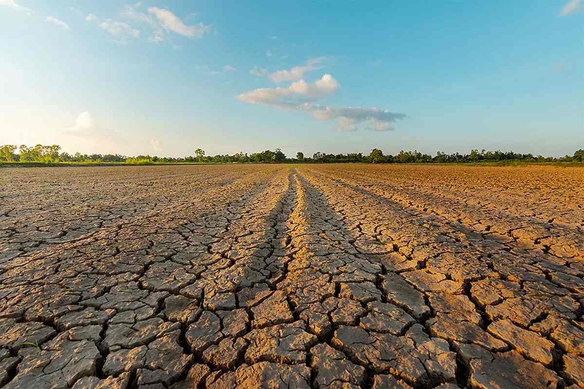Heat and drought put Europe’s poultry sector under pressure