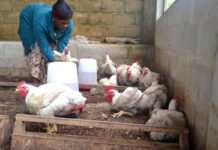 World Bank announces US$60 million project to strengthen Congo’s poultry sector