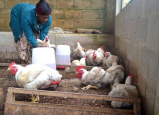 World Bank announces US$60 million project to strengthen Congo’s poultry sector
