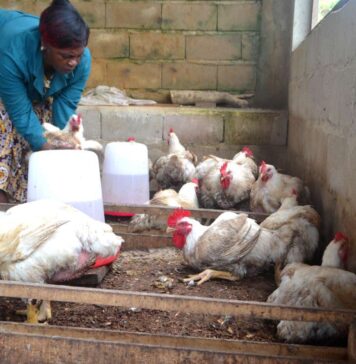 World Bank announces US$60 million project to strengthen Congo’s poultry sector