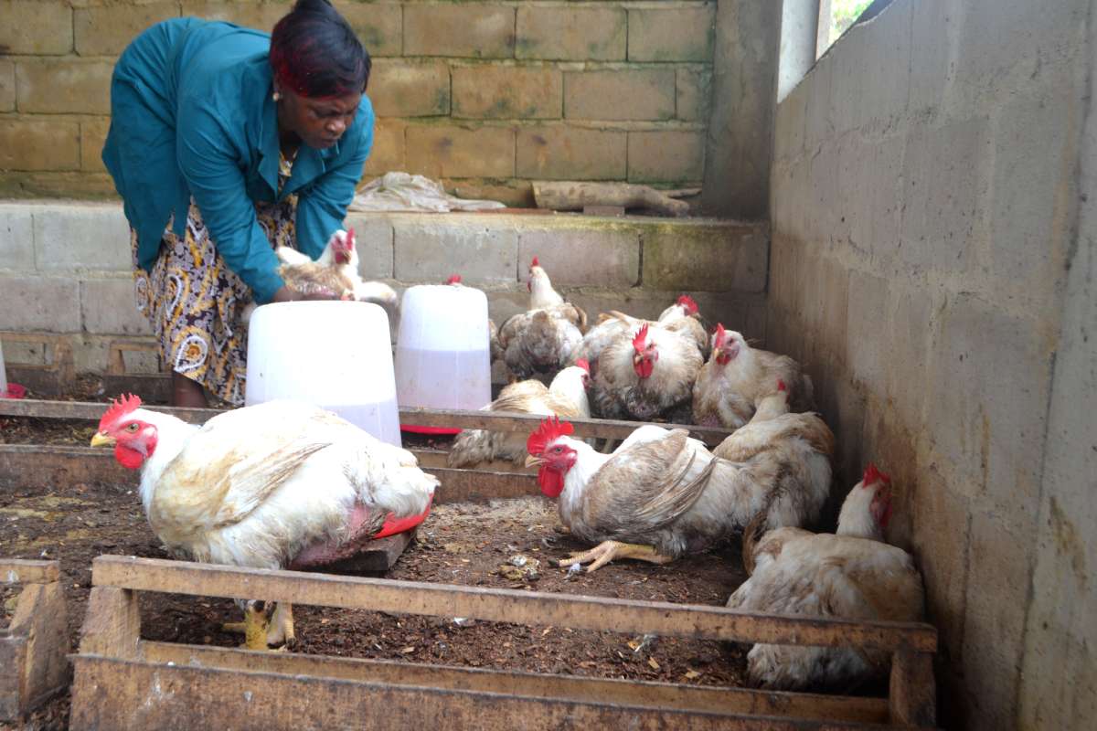 World Bank announces US$60 million project to strengthen Congo’s poultry sector