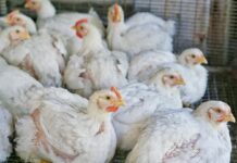 Chicken and egg prices climb in Malaysia as farms face mounting pressures