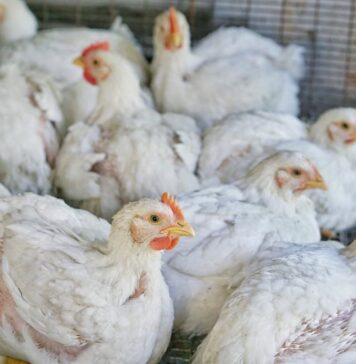 Chicken and egg prices climb in Malaysia as farms face mounting pressures