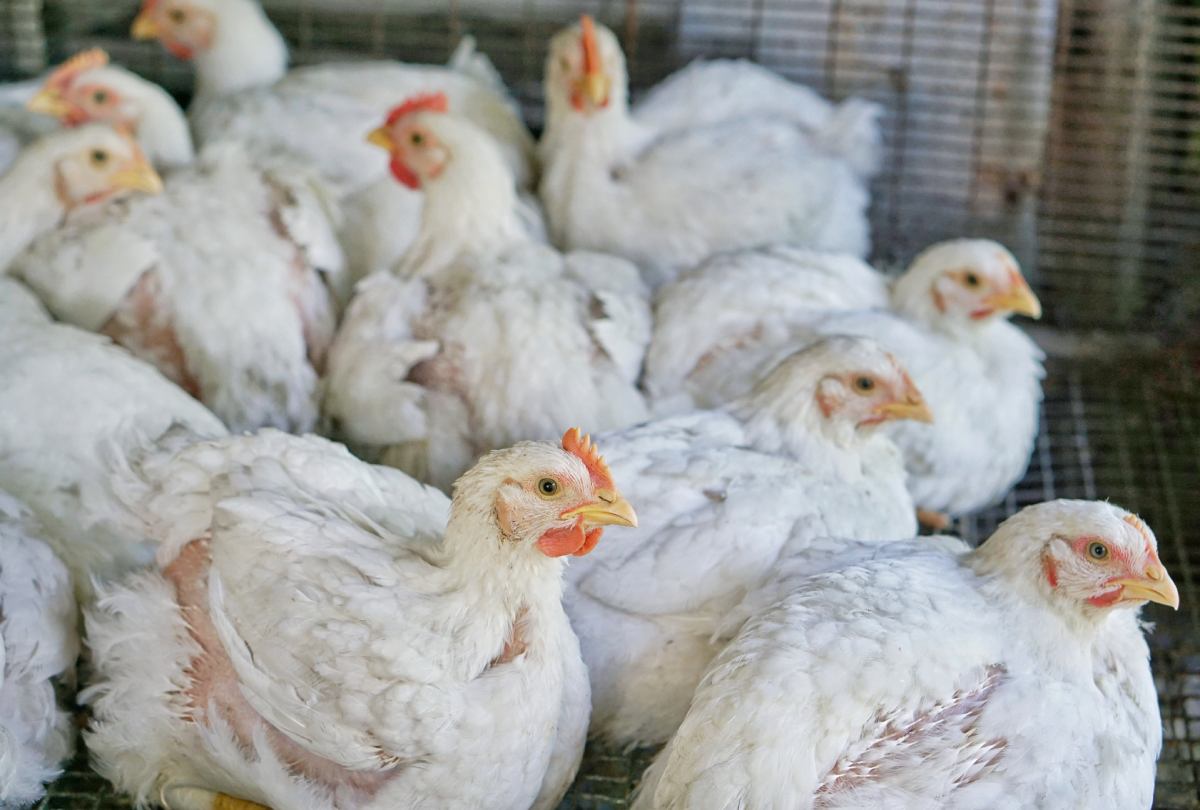 Chicken and egg prices climb in Malaysia as farms face mounting pressures