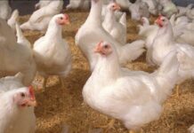 Assam poultry vaccination drive reaches 250 farmers in Nalbari