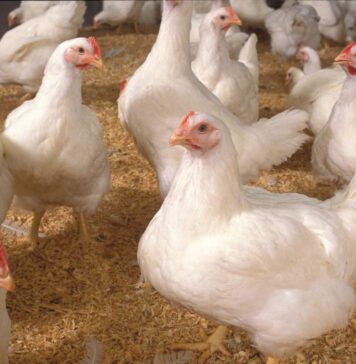Assam poultry vaccination drive reaches 250 farmers in Nalbari