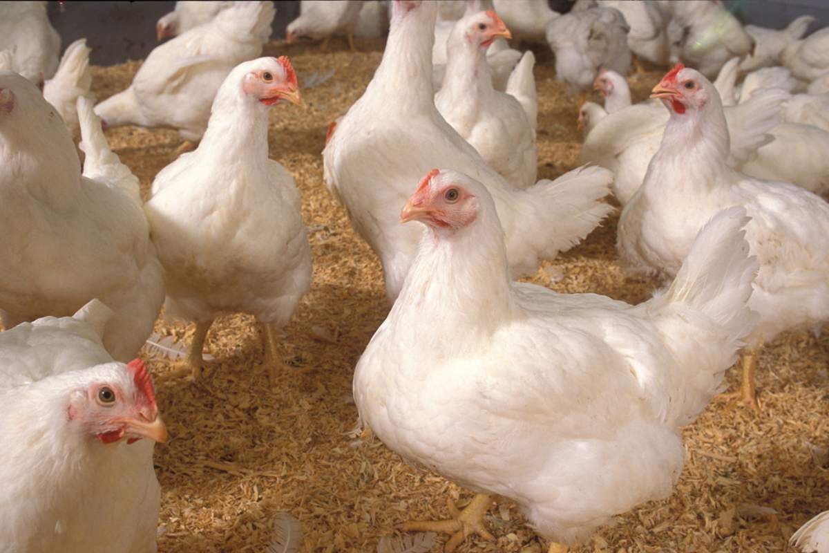 Assam poultry vaccination drive reaches 250 farmers in Nalbari