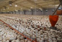 Poultry suppliers in South Trinidad struggle amid severe shortfall