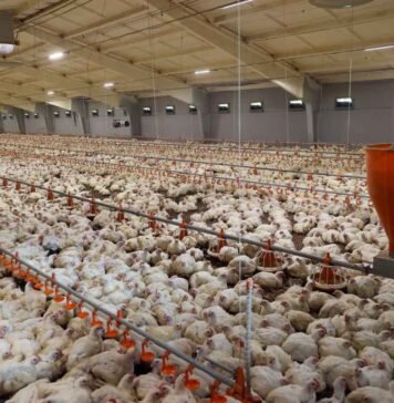 Poultry suppliers in South Trinidad struggle amid severe shortfall
