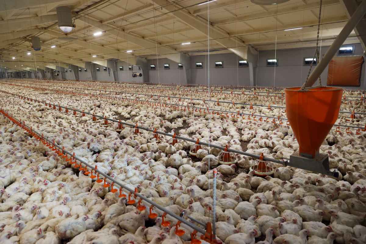 Poultry suppliers in South Trinidad struggle amid severe shortfall