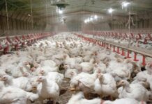 Egypt looks to Sub-Saharan Africa to expand poultry and egg exports