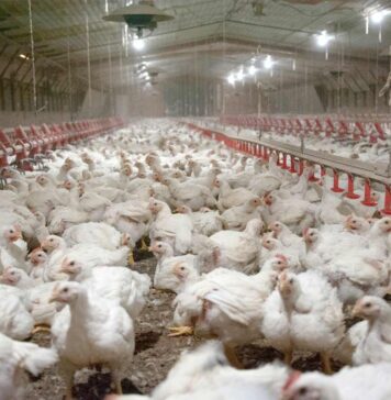 Egypt looks to Sub-Saharan Africa to expand poultry and egg exports