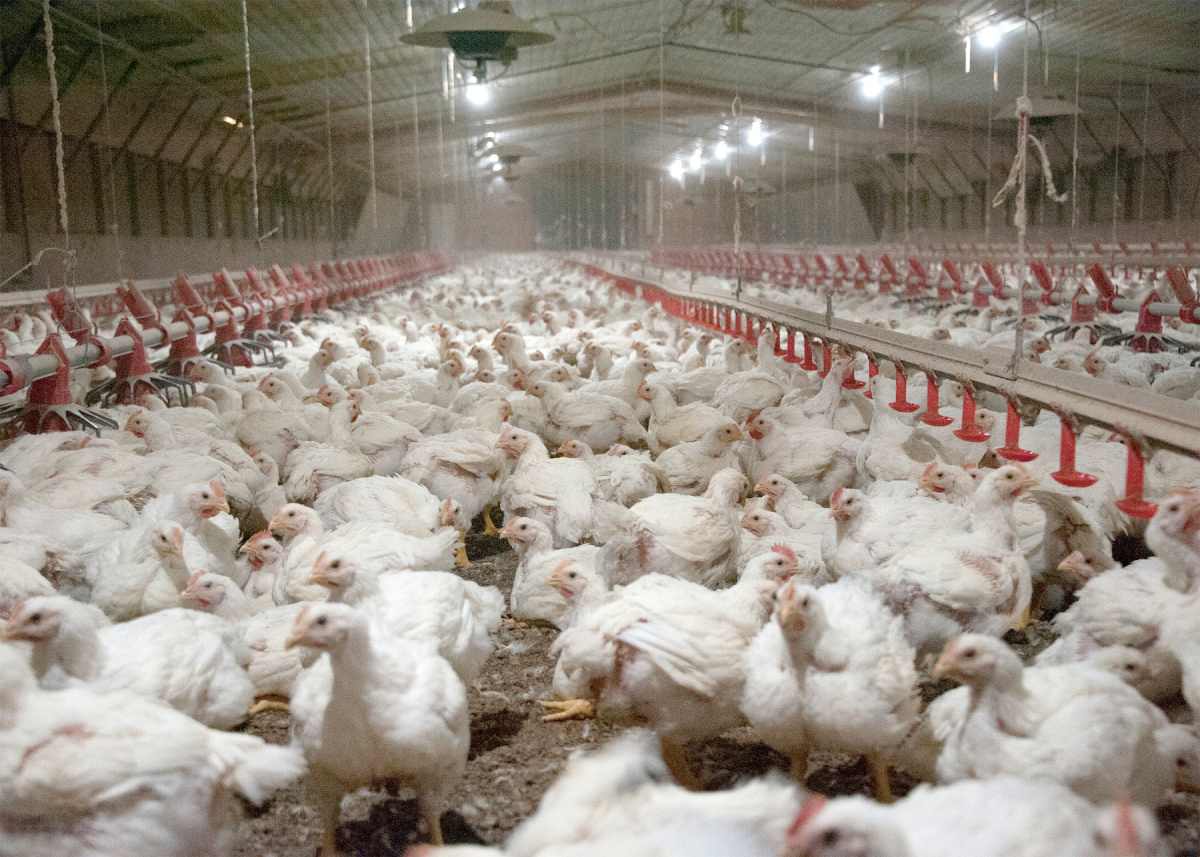 Egypt looks to Sub-Saharan Africa to expand poultry and egg exports