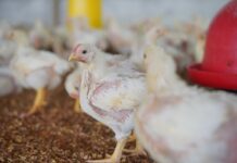 Broiler breeder fertility also depends on group dynamics