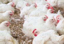 Philippines: chicken production reaches record high, while farmgate prices decline