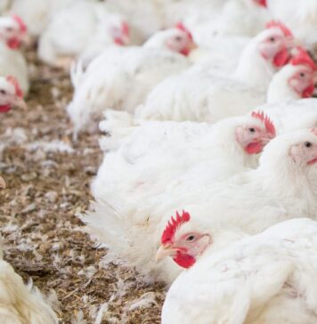 Philippines: chicken production reaches record high, while farmgate prices decline