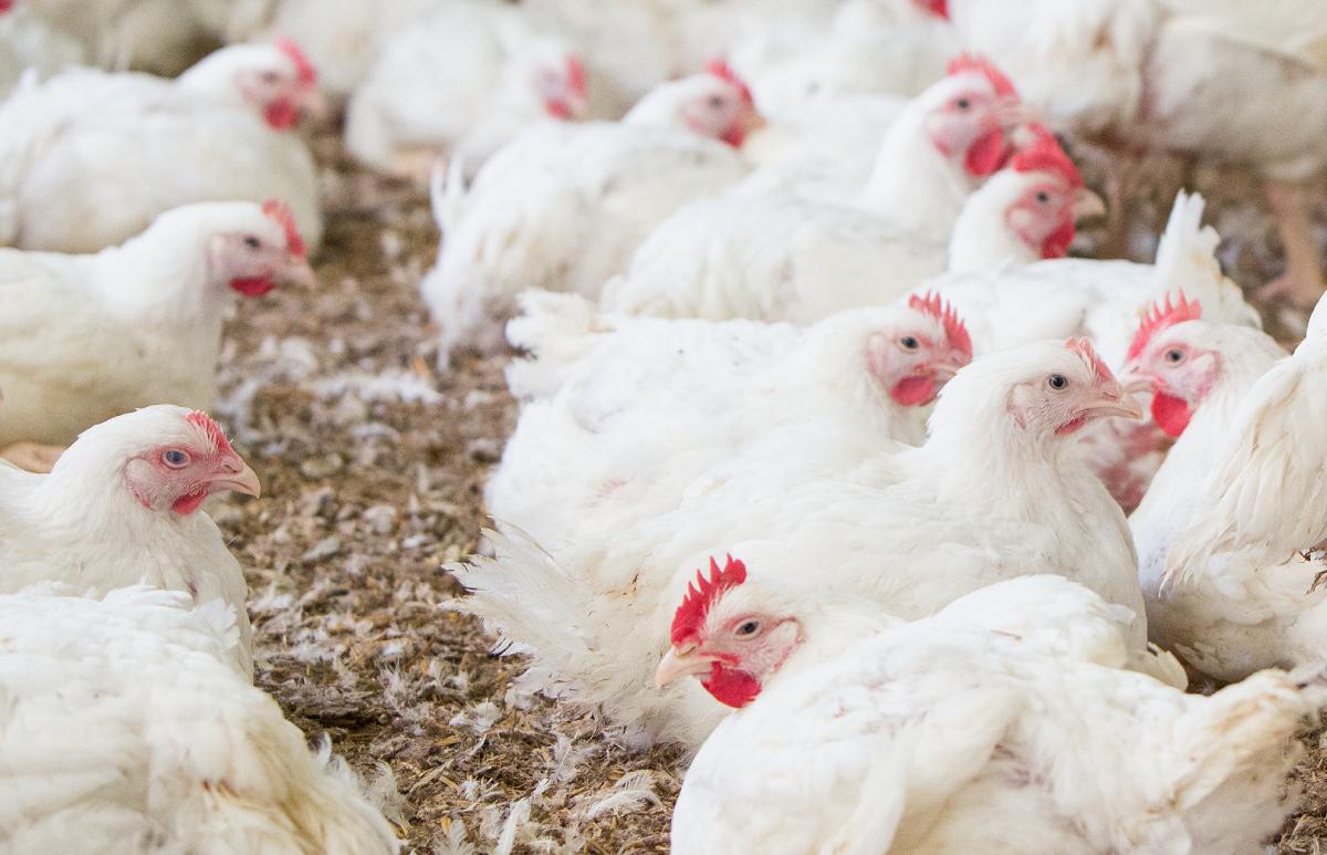 Philippines: chicken production reaches record high, while farmgate prices decline