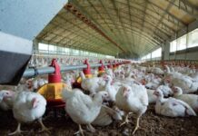 Record 272 poultry facilities recognized for outstanding safety performance