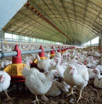 Record 272 poultry facilities recognized for outstanding safety performance