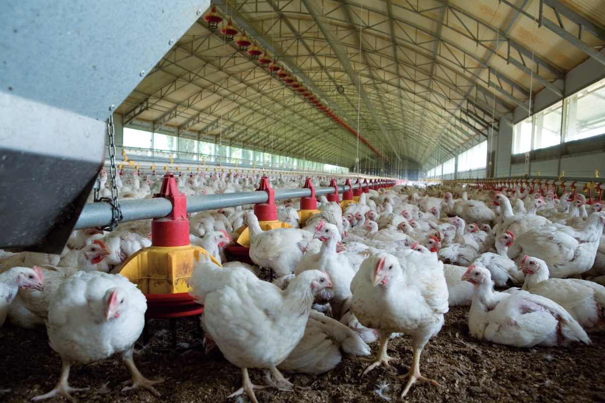 Record 272 poultry facilities recognized for outstanding safety performance