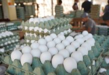 India leverages cost advantages, but geopolitical tensions affect its egg exports