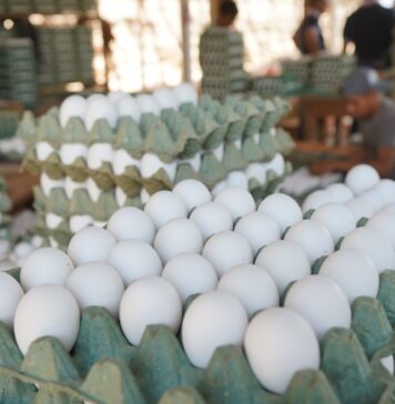 India leverages cost advantages, but geopolitical tensions affect its egg exports