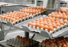 Belgium reports at least 306 salmonellosis cases linked to recalled eggs