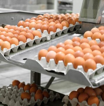 Belgium reports at least 306 salmonellosis cases linked to recalled eggs
