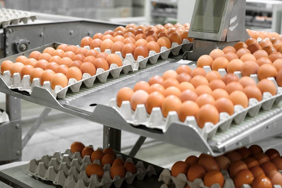 Belgium reports at least 306 salmonellosis cases linked to recalled eggs
