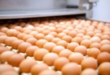 Salmonella Enteritidis outbreak in the UK: 207 cases and one death