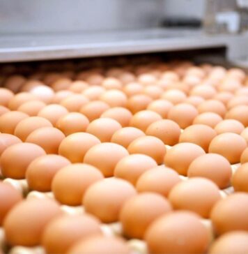 Salmonella Enteritidis outbreak in the UK: 207 cases and one death