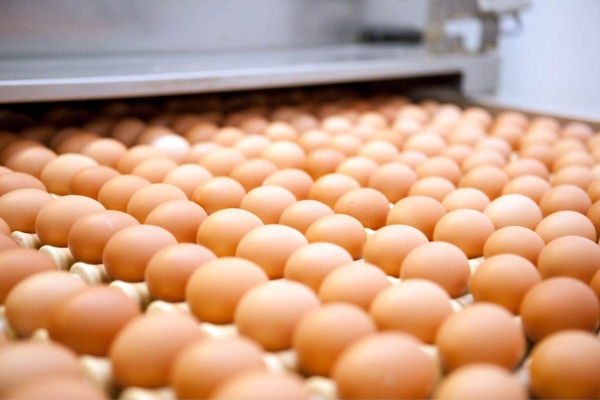 Salmonella Enteritidis outbreak in the UK: 207 cases and one death