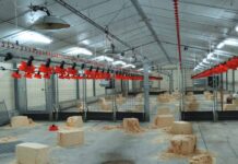 Cleaning and disinfection of poultry house: a key step in poultry farm biosecurity