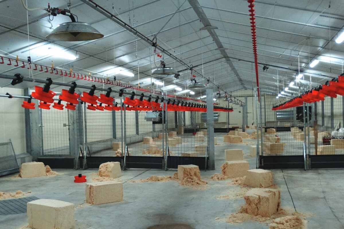 Cleaning and disinfection of poultry house: a key step in poultry farm biosecurity