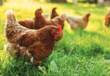 Key threats to poultry gut health