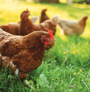 Key threats to poultry gut health
