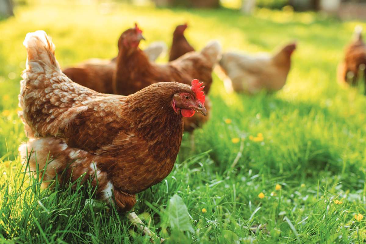 Key threats to poultry gut health