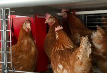 DAR turns over egg layer project to strengthen Sibugay cooperative livelihood