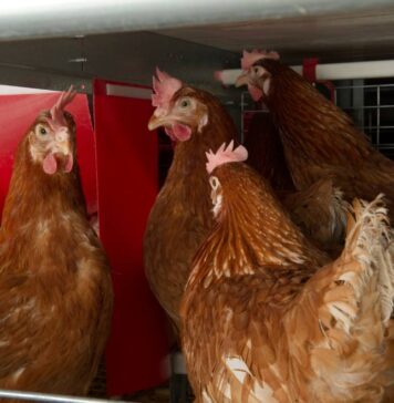 DAR turns over egg layer project to strengthen Sibugay cooperative livelihood