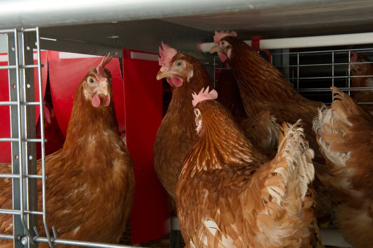 DAR turns over egg layer project to strengthen Sibugay cooperative livelihood