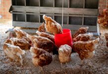Bird flu pressure exposes a fault line in Australia’s free-range egg sector