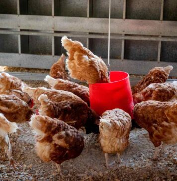 Bird flu pressure exposes a fault line in Australia’s free-range egg sector