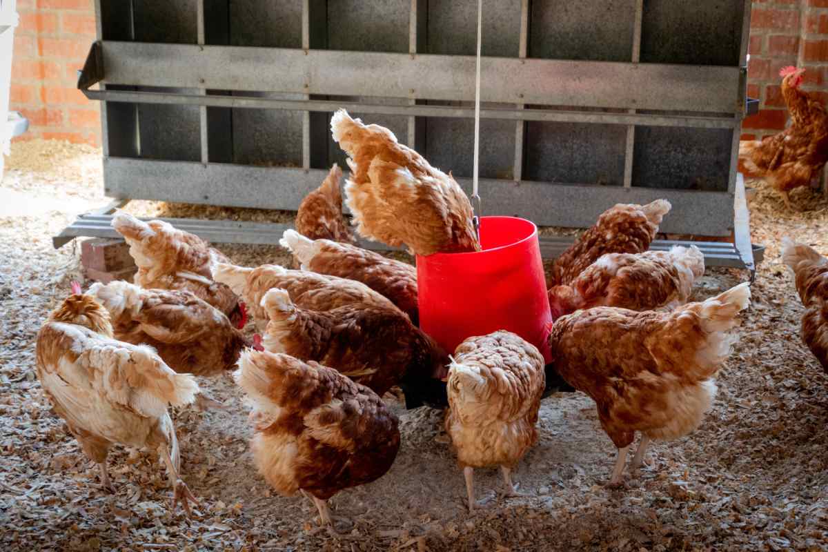 Bird flu pressure exposes a fault line in Australia’s free-range egg sector