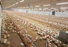 Goa sets up state poultry corporation to develop and regulate the sector