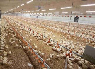 Goa sets up state poultry corporation to develop and regulate the sector