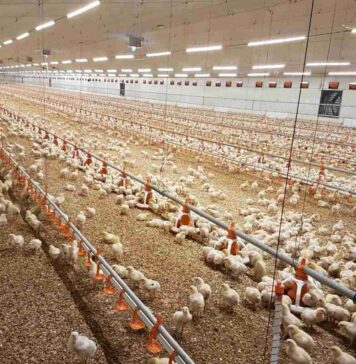 Goa sets up state poultry corporation to develop and regulate the sector
