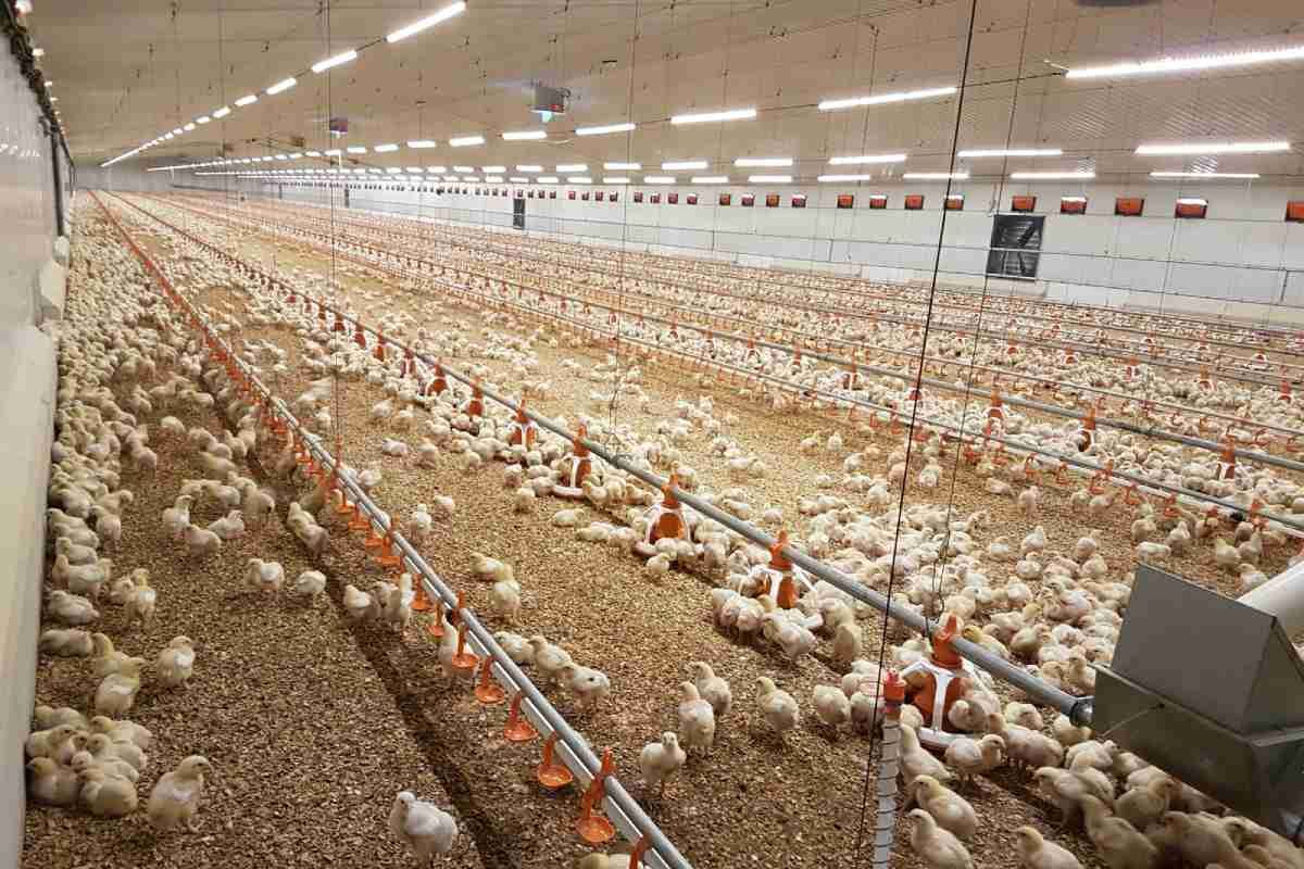 Goa sets up state poultry corporation to develop and regulate the sector