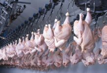 UK urged to ban Brazilian meat imports over antibiotic and AMR concerns