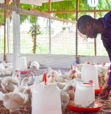 EBID backs poultry expansion in The Gambia with $10.04 million financing for G Farms Ltd