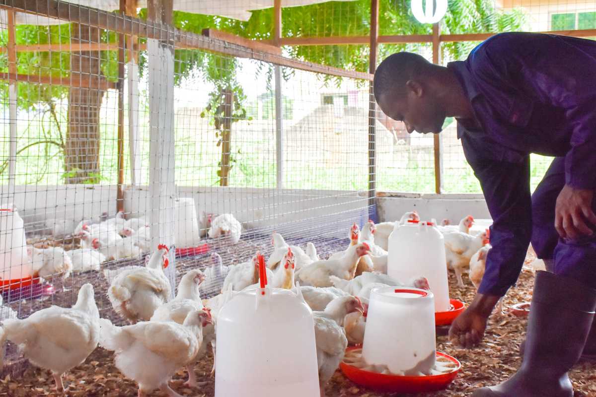 EBID backs poultry expansion in The Gambia with $10.04 million financing for G Farms Ltd